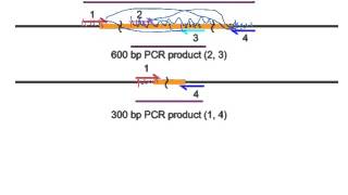 PCR deletion analysis [upl. by Akinoj]