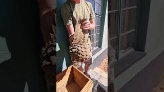 Microchipping a Rescued Pangolin for Safe Release 🦔  African Wildlife Orphanage goeco shorts [upl. by Kristo872]