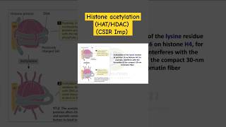 Histone Acetylation  Transcription Stimulation  HAC and HDAC  Biodotcom  csir jrf shorts [upl. by Hgielsel]