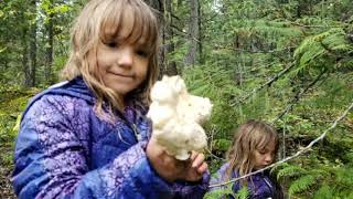 Revelstoke BC Foraging Chanterelle and Lobster Mushrooms [upl. by Azpurua]