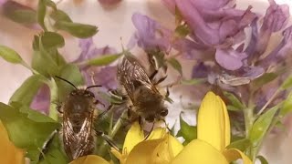 Ukrainian HairyFooted Wild Bees Are Clevest Bees Ukraine Kyiv 23042022 [upl. by Constanta]