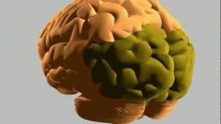 Basic Parts of the Brain  Part 1  3D Anatomy Tutorial [upl. by Giustina]