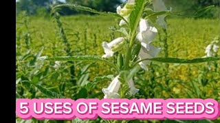 5 USES OF SESAME SEEDS [upl. by Cerellia]