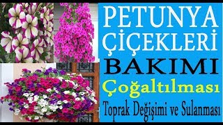 Petunya çiçeklerinin bakımı sulanması toprak değişimi ve çoğaltılması Petunia Hybrida folwers [upl. by Nerahs]