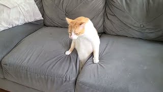 Funny Cat Videos of 2024 😍 Try not to laugh [upl. by Adleme83]