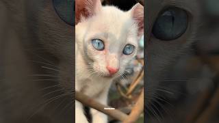 Blue Eyes Hypnotise Trending cats diwali Shorts [upl. by Feer178]