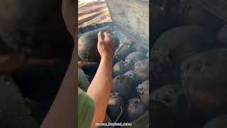 Kelapa bakar ternyata bisa pakai telur bebek yos [upl. by Hadria]