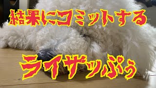 【スタンダードプードル】【トリミング】結果にコミットしちゃうぷぅ🐩【standard poodle】【サマーカット】 [upl. by Warden]