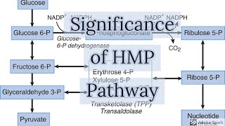 Significance Of HMP Pathway [upl. by Hightower]