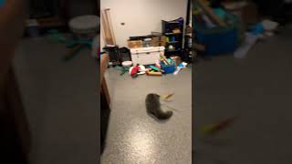 cat funnyHilarious BackFlippingCat tornado cat [upl. by Yborian]