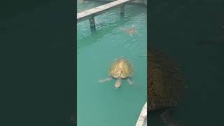 Sea Turtles shorts msccruise msc caymanislands seaturtleconservation seaturtle [upl. by Bartko]