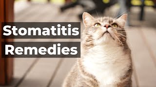 Cat Dental Disease Feline Stomatitis Remedies [upl. by Joshua]