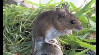 The Wood Mouse  The British Mammal Guide [upl. by Atsev]