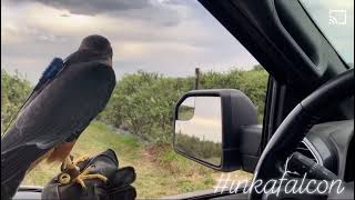 Bird control in farms using falcons [upl. by Leonerd27]