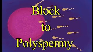 Block to Polyspermy I Slow Block I Fast Block I Cortical Granule Reaction I Fertilization membrane [upl. by Barden]