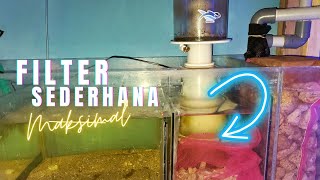 CUMA PAKAI FILTER MINIMALIS AQUARIUM LAUT FO FISH ONLY‼️ [upl. by Leuqar]