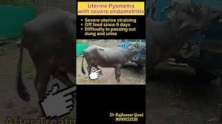 Treatment management of endometritis and pyometra in buffalo [upl. by Chisholm]