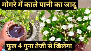 Mogra plant fertilizer for flowering Mogra plant care growing tips [upl. by Mascia225]