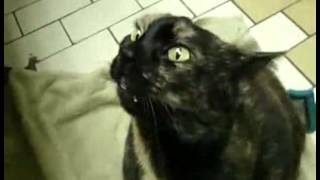 funny possessed cat makes freaky noises 1 [upl. by Hsina]