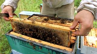 Harvesting 109 POUNDS of RAW HONEY [upl. by Kcered]