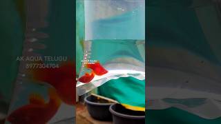 BALLOON PLATY ADULTS ❤️ SHIPPING VIZAG  AK AQUA akaquatelugu balloonplatyfish platyfish [upl. by Sito]