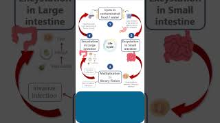 LIFE CYCLE of ENTAMOEBA HISTOLYTICA pathology microbiology parasitology lifecycle lifecycles [upl. by Mishaan308]