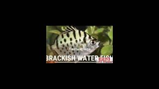 Brackish water Fish farming [upl. by Ahsitaf]