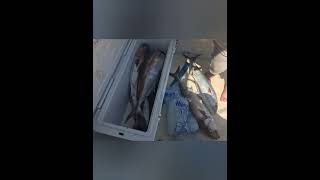 Amberjack amp trigger fish saltwater deepseafishing fishinglife [upl. by Noitsuj221]