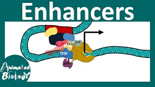 Enhancers  Transcriptional regulation by Enhancers  Enhancer promoter loop [upl. by Culosio]