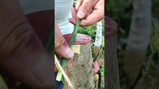 You Wont Believe How Easy Grafting Can Be with This Technique [upl. by Elocon360]