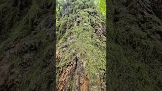 Cathedral Grove on Vancouver Island is a wondrous place There is so much joy to be had in nature [upl. by Asiilanna]