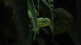 African green bush viper🐍🫣  shorts viral snake [upl. by Yanel]