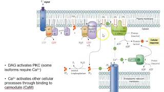 Protein Kinase C activation [upl. by Athenian]