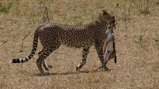 Cheetah hunts Deer Cheetah chasing to gazelle [upl. by Collbaith514]