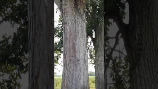 Conocías el árbol de CAOBA 🤔🤔🤔 aquí te lo enseñamos virales caoba campo arboles shorts [upl. by Wane820]