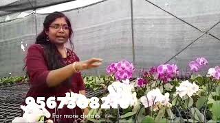 Phalaenopsis orchid sale Low price All over India  9567308216 whatsapp [upl. by Pete299]