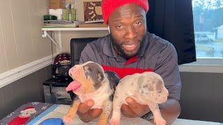 😍 Merle American Bully Puppies Best Pups on YT [upl. by Ybreh]