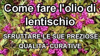 Come fare lolio di lentischio e sfruttare le sue preziose qualità [upl. by Spenser]