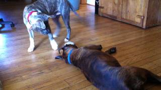 Boxer Plays with Pitbull Puppy [upl. by Nihcas]