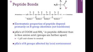 017Peptide Bonds amp Amino Acid pKs [upl. by Jerrie394]