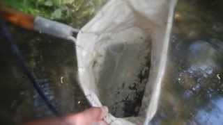 Benthic Macroinvertebrates Sampling [upl. by Aneev400]