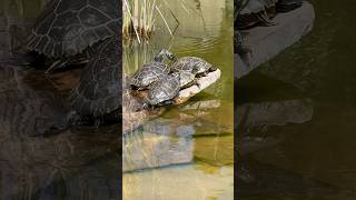 Turtles are in love So cute turtle pond nature wildlife cuteanimal turtlepond turtlelover [upl. by Mandi674]