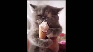 Chat drole avec sa glace [upl. by Marge]