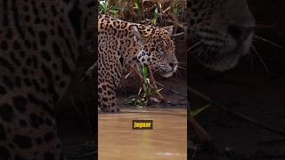 ¡Leopardo vs Nutrias Gigantes leopardo vs nutriasgigantes animalessalvajes [upl. by Latin]