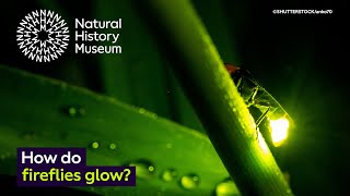 How do fireflies glow  Surprising Science [upl. by Noak342]