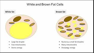 Transcriptional Control of Adipose Tissue Phenotype [upl. by Annail678]