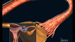 Embryo development and implantation [upl. by Fitting]