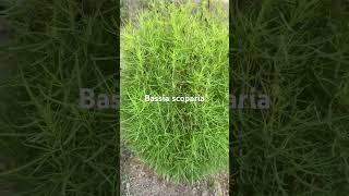 Bassia scoparia nature landscapingplants ornamentalplants beautifulflowersintheworld [upl. by Sarina]