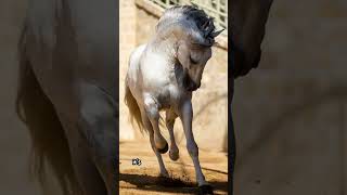 Horses Can Sleep Standing Up – Here’s How It Works shorts buzzbilt [upl. by Nide]