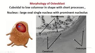 Osteoblast bone forming cell [upl. by Euqimod683]